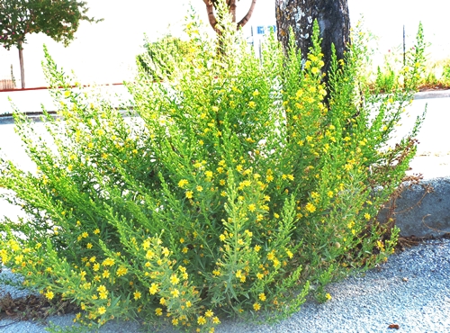 Dittrichiaviscosa