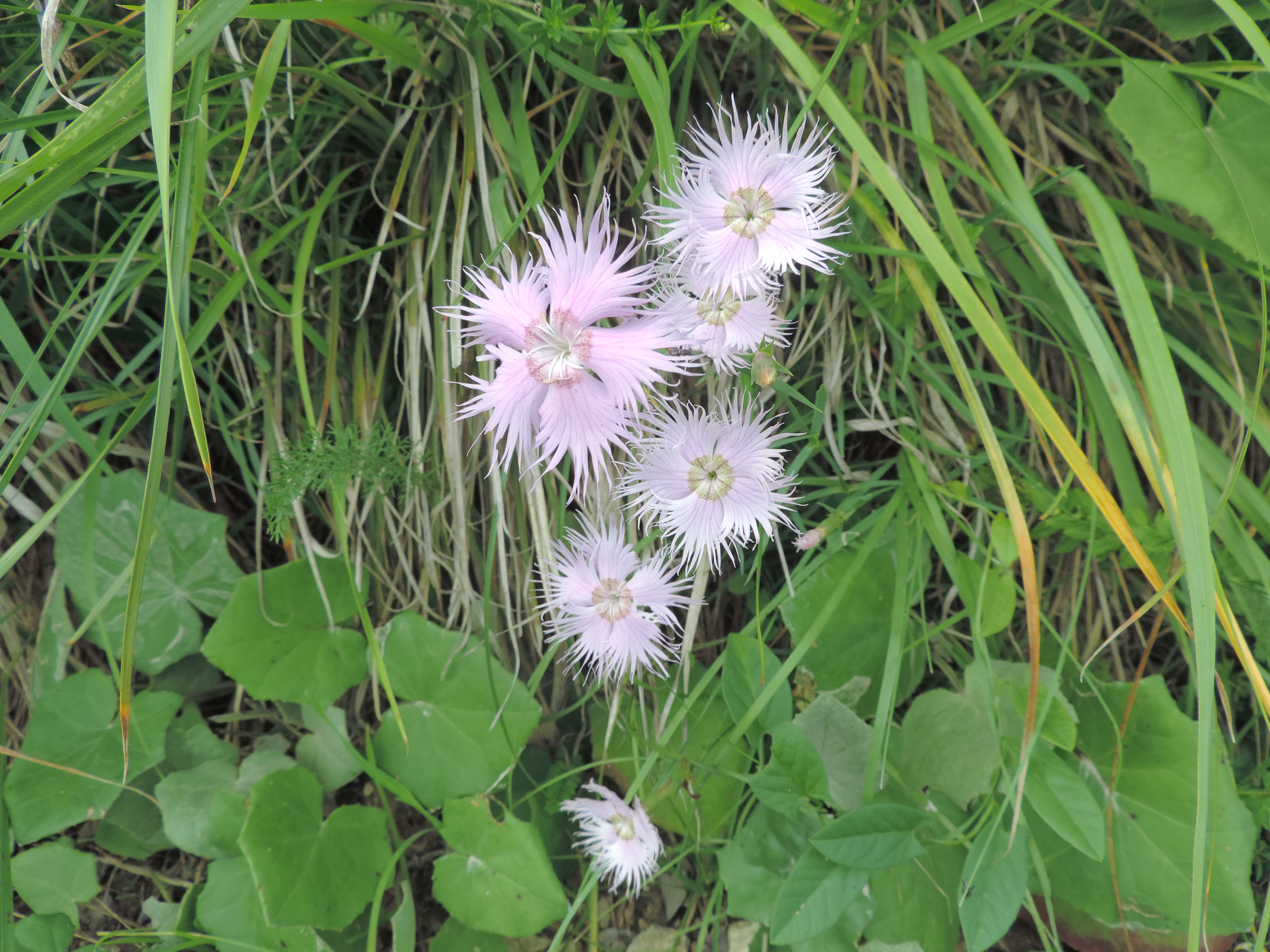 DyanthusmonspessulanusOKGarofanodibosco