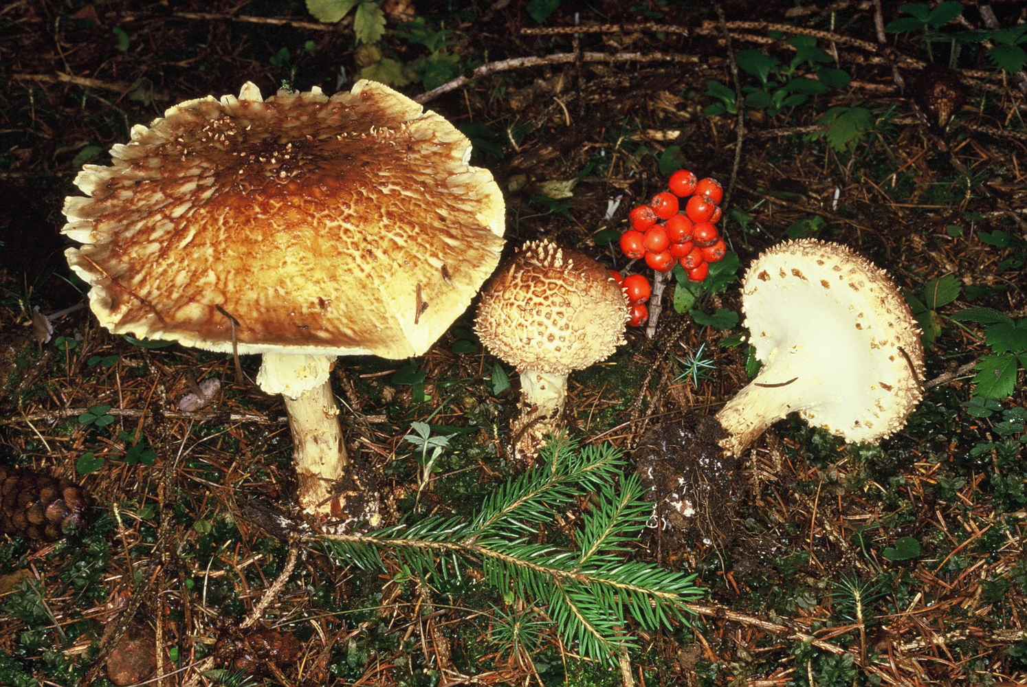 Echinoderma asperum1