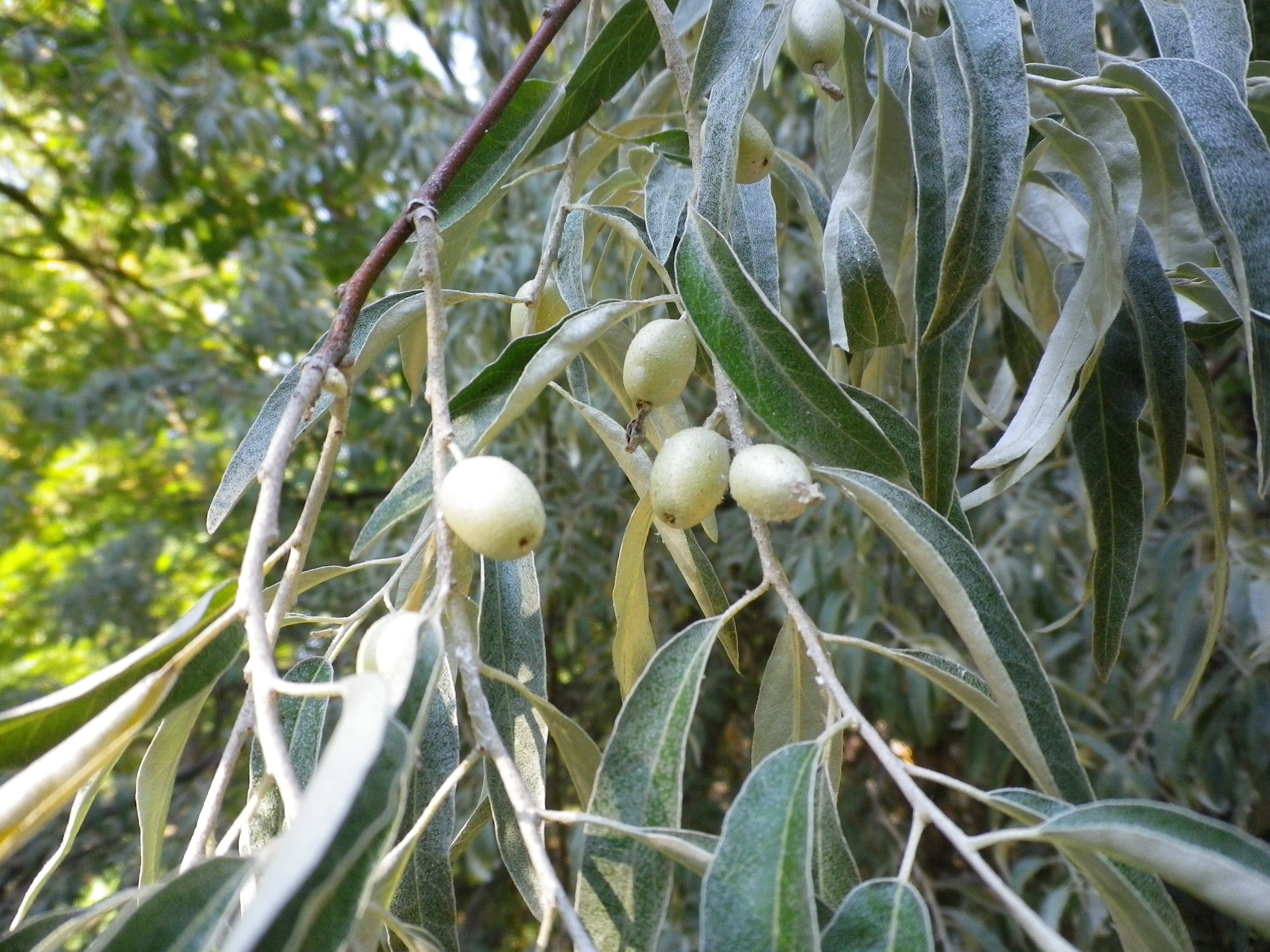 Elaeagnusangustifolia