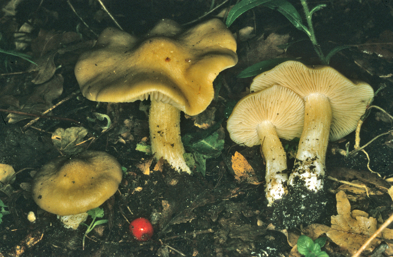 Entoloma aprile