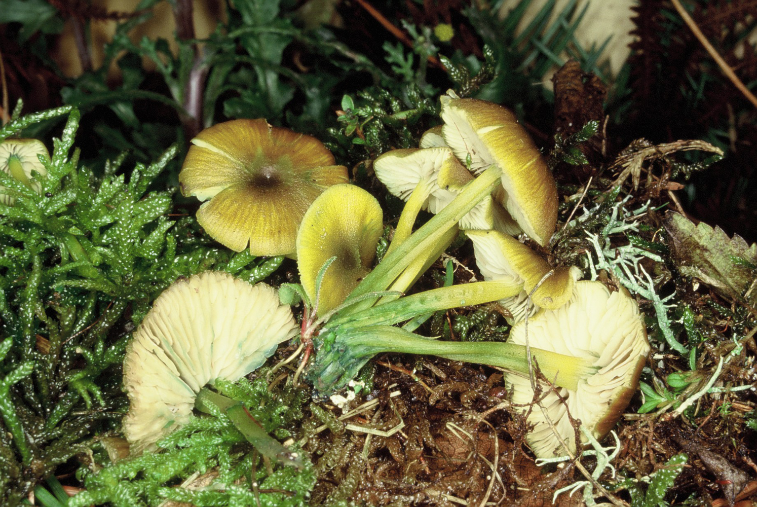 Entoloma incanum1