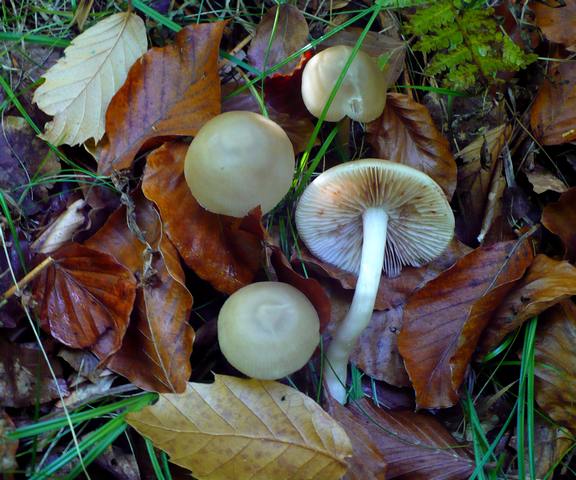 Entoloma_nidorosum