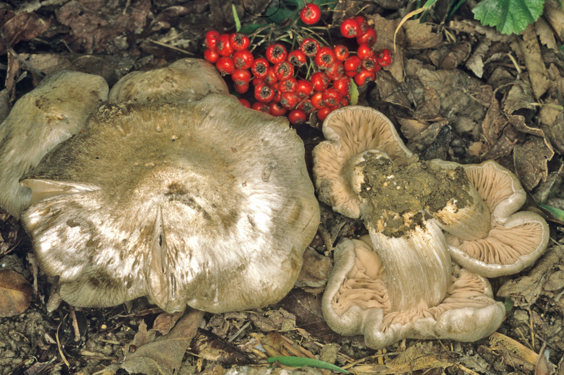 Entoloma saundersii