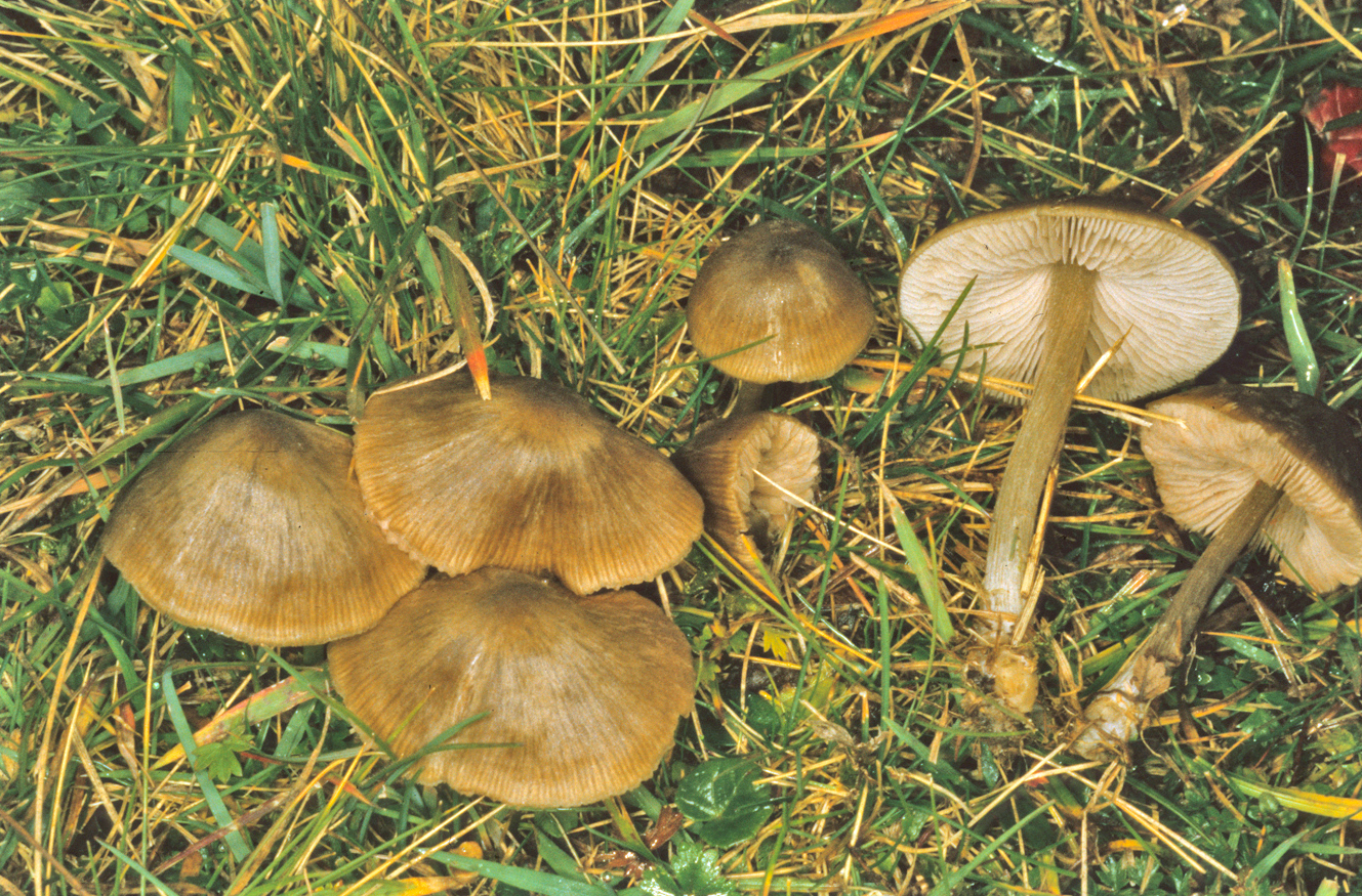 Entoloma sericeum