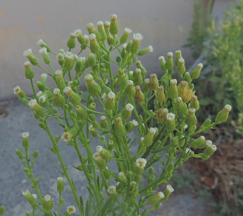 ErigeroncanadensisSaeppola