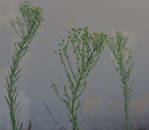 ErigeroncanadensisSaeppolacanadese
