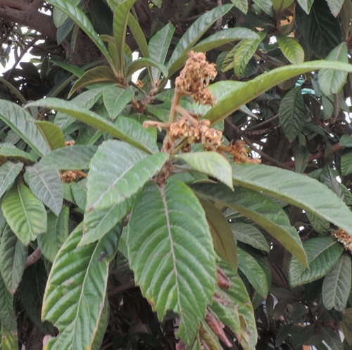 Eriobotryajaponica