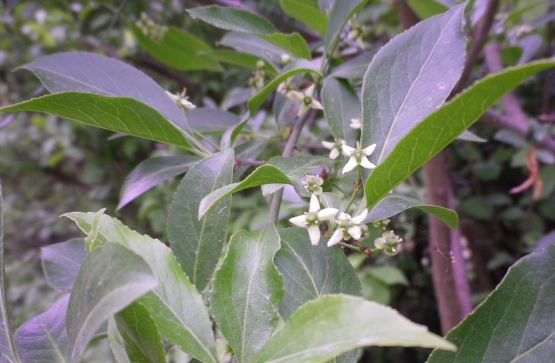EuonymuseuropaeusDAAGGIUNGEREBerrettadelprete