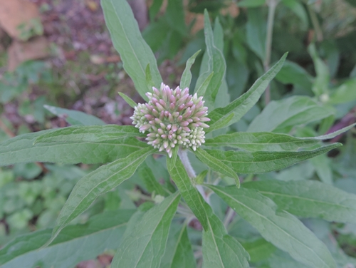 Eupatoriumcannabinum