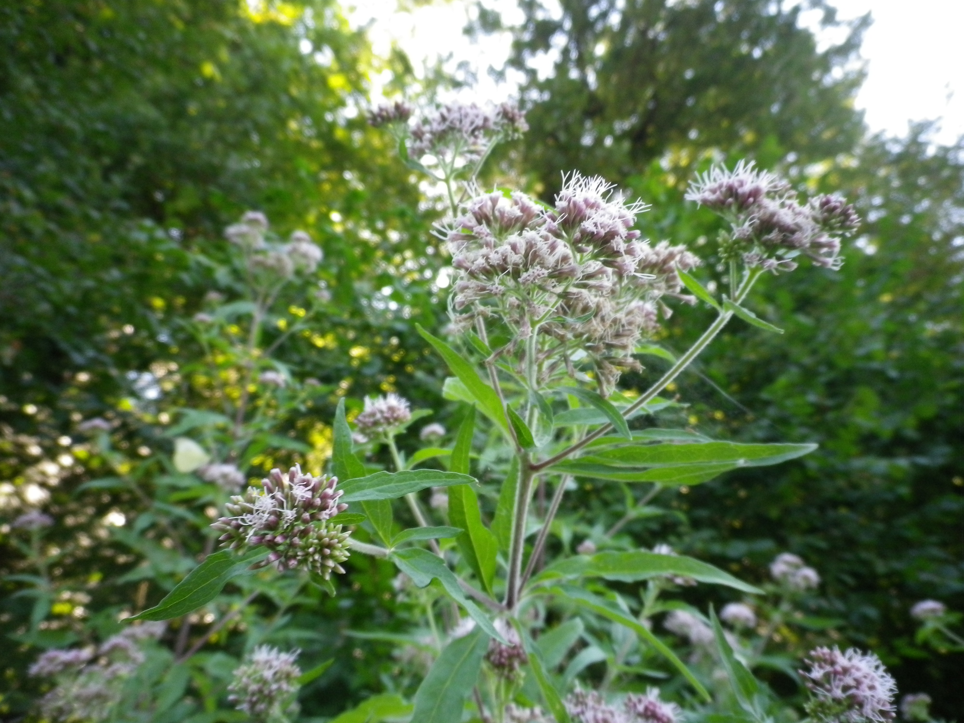 Eupatoriumcannabinumfiorito