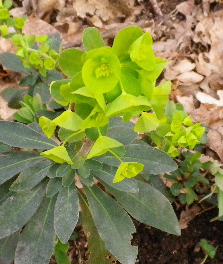 Euphorbiaamygdaloidesverde