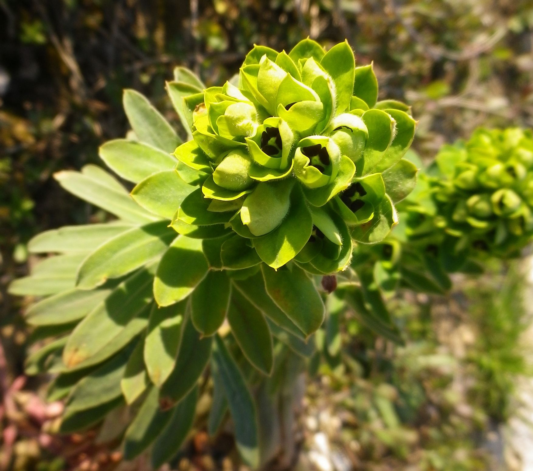 Euphorbiacharaciassubsp.wulfenii