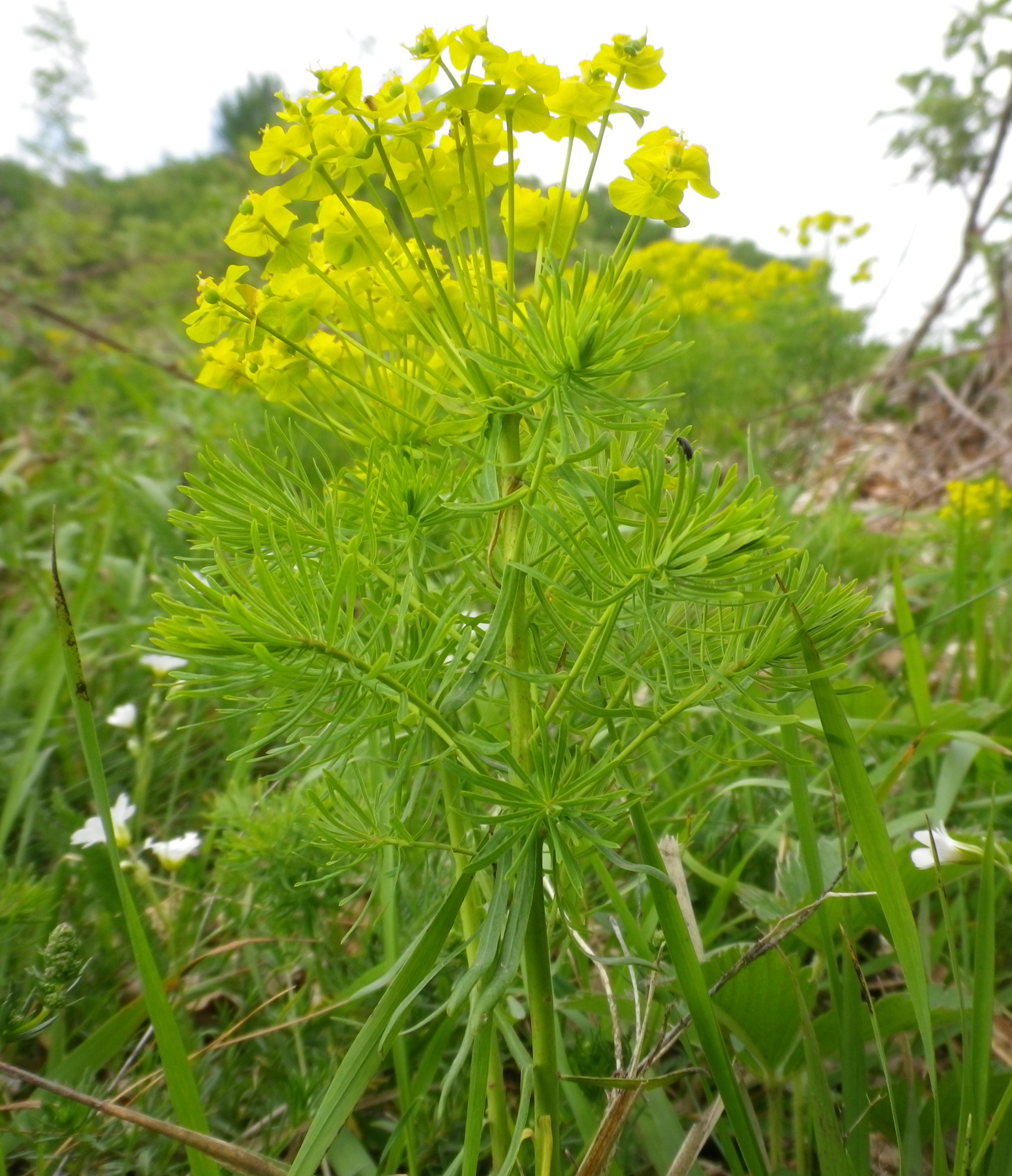 Euphorbiacyparissias