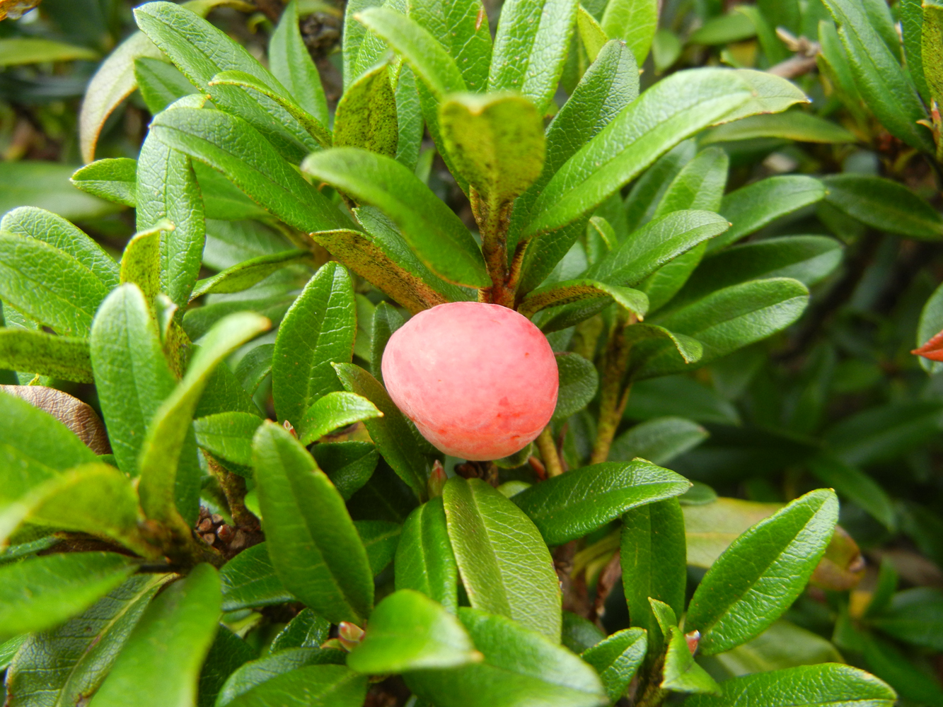 Exobasidium rhododendri 1