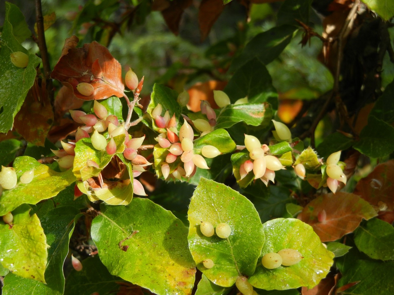 Fagussylvatica fiori