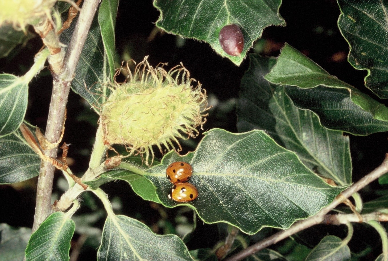 Fagussylvatica frutti