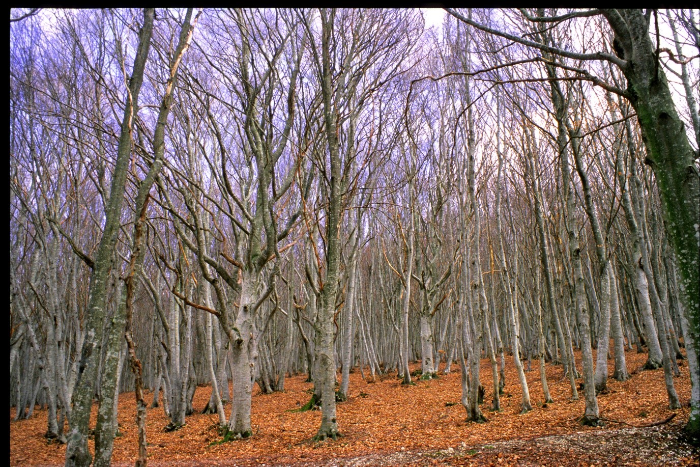 Fagussylvatica statusinvernale