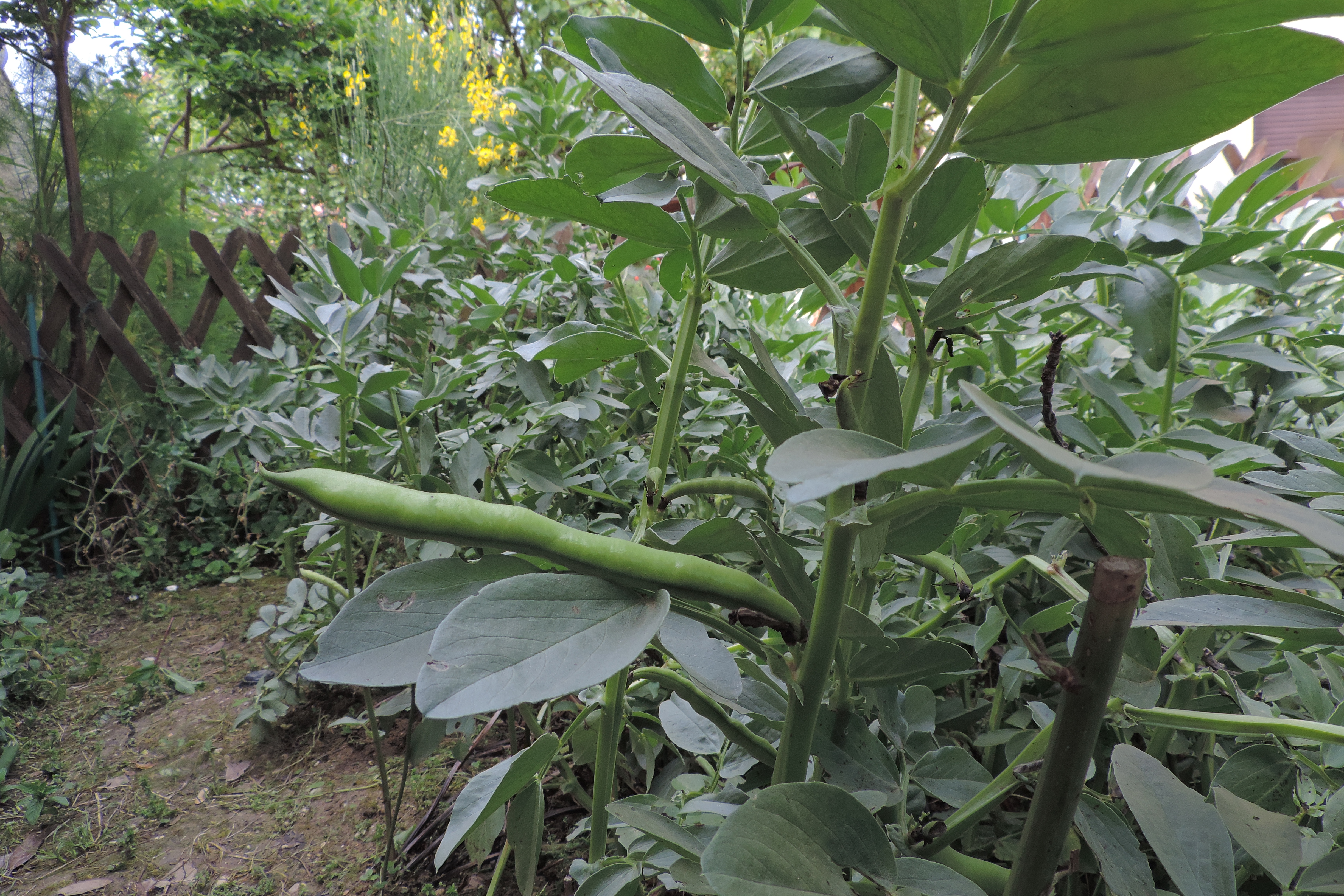 Fava