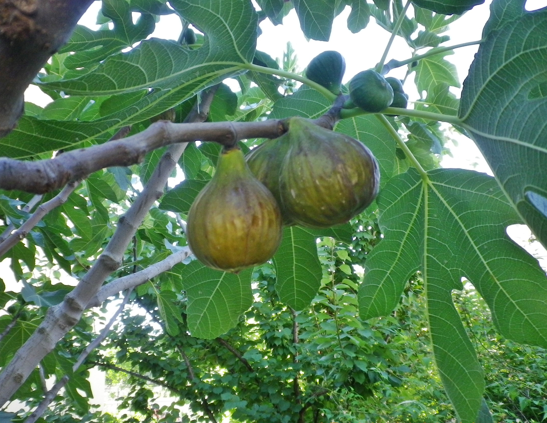 Ficuscarica