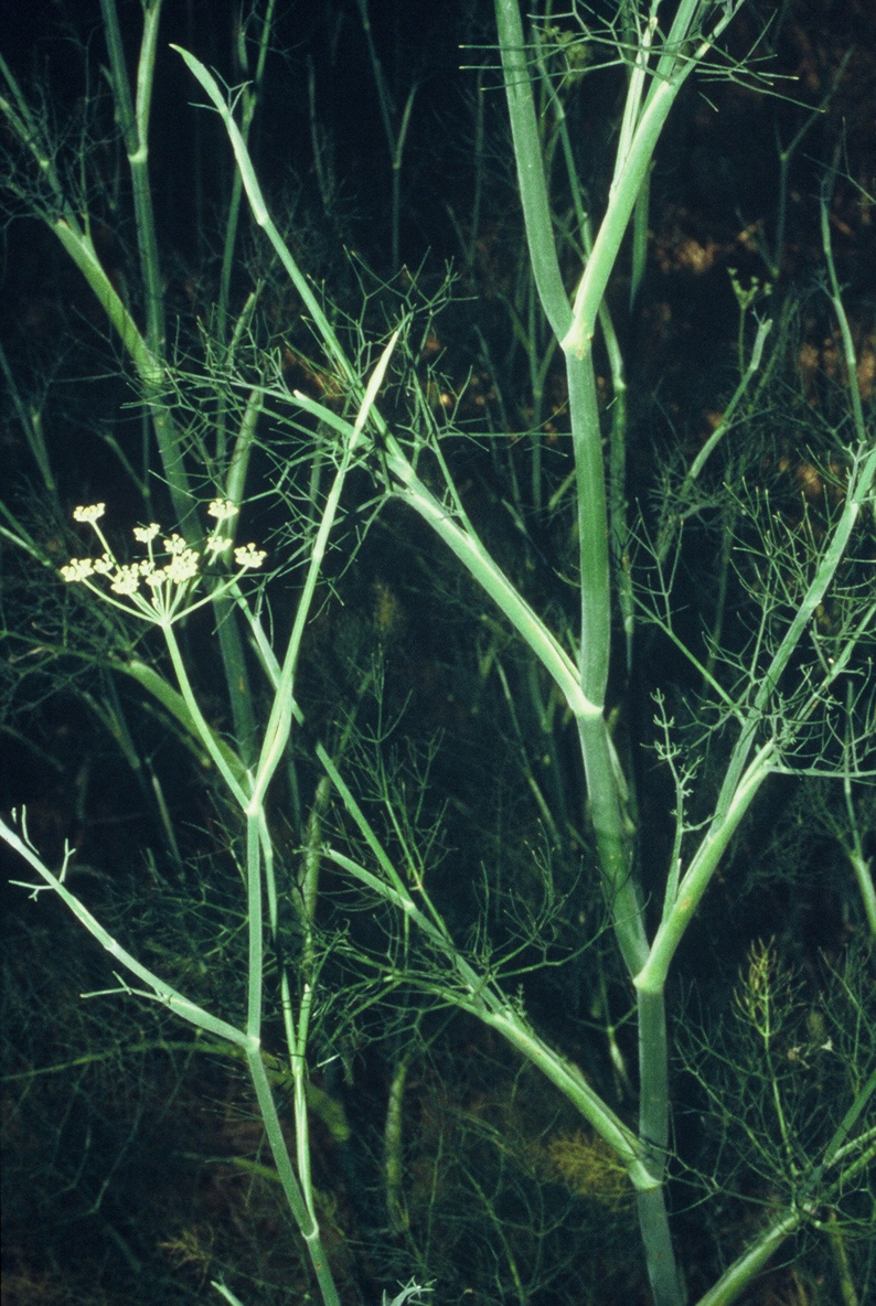 Finocchio pianta