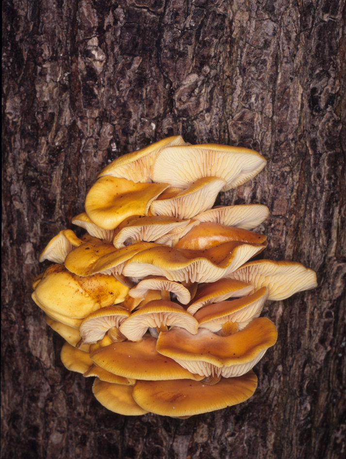 Flammulina velutipes