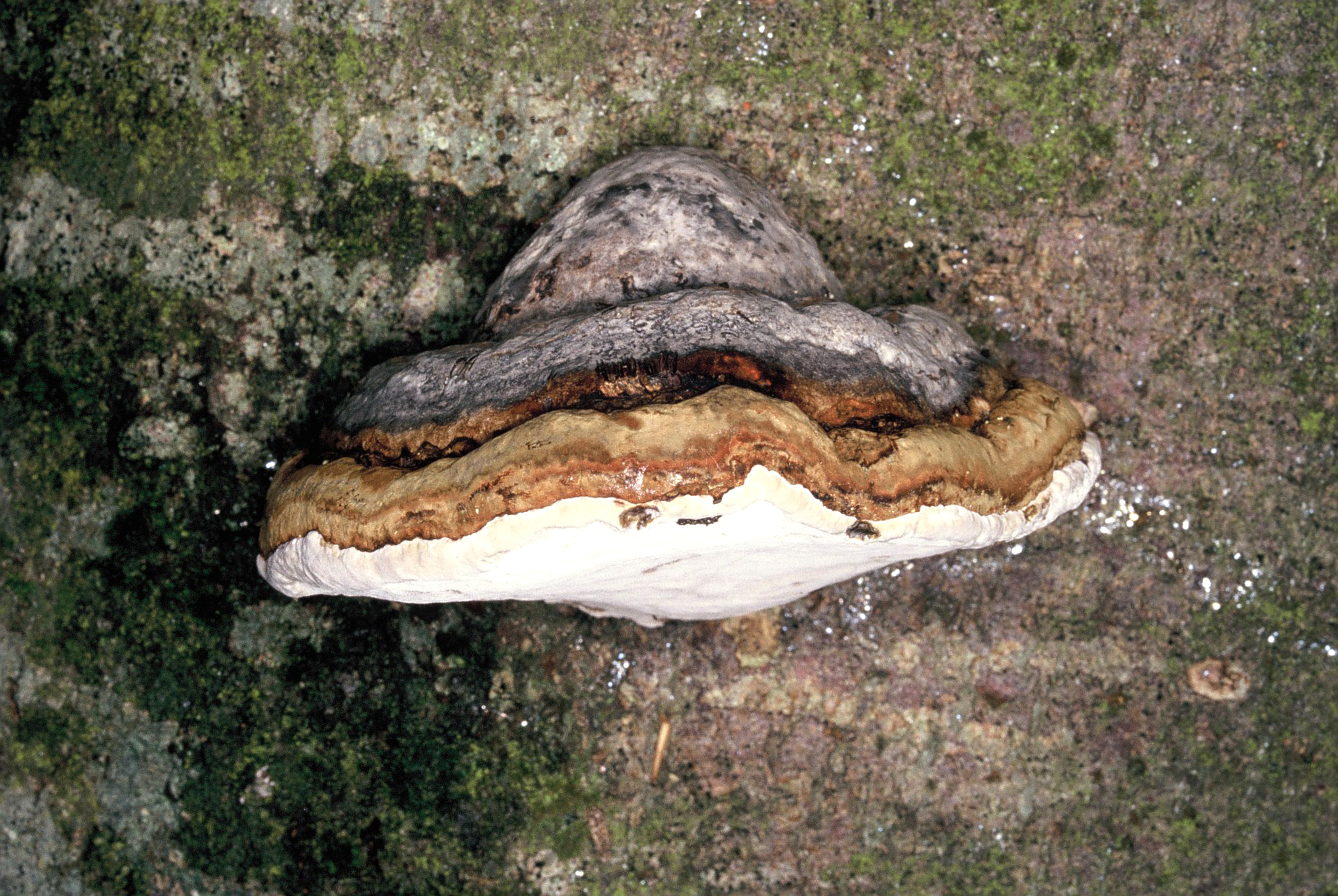 Fomes fomentarius