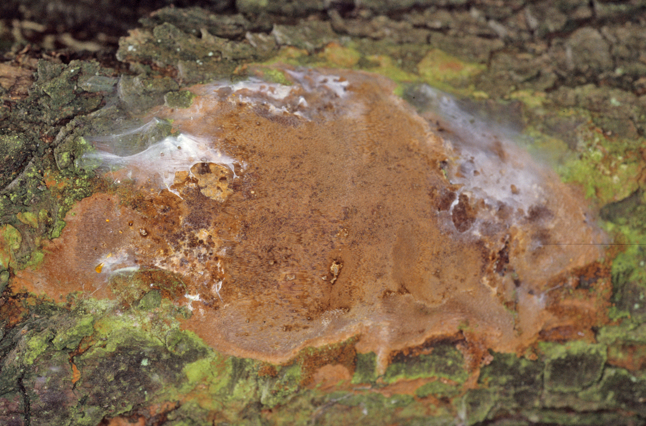 Fomitoporia punctata