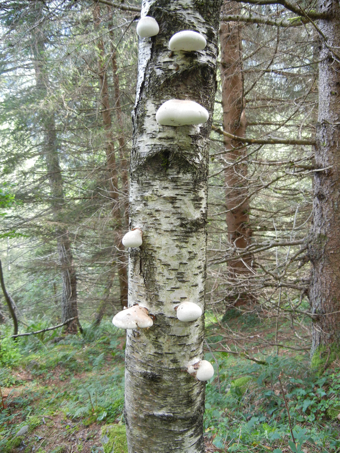 Fomitopsis betulina 1