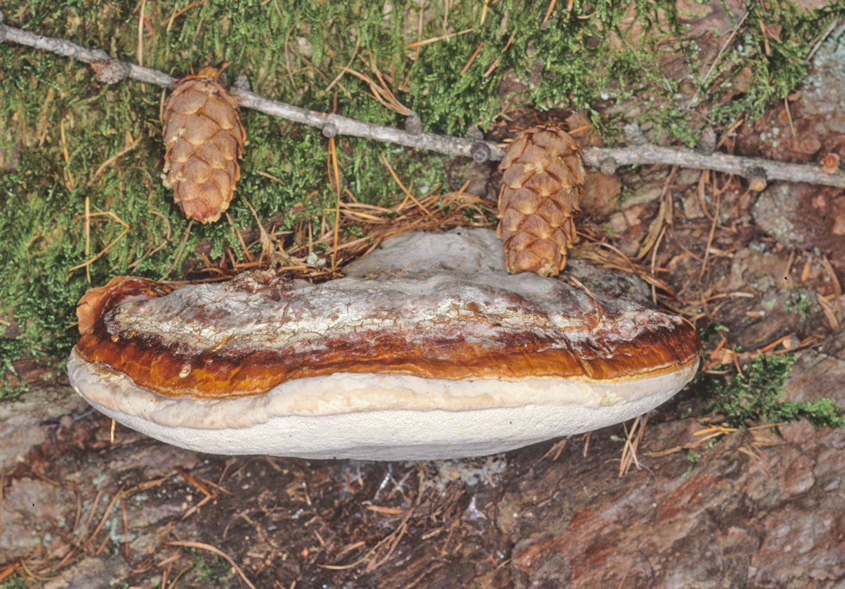 Fomitopsis pinicola 2