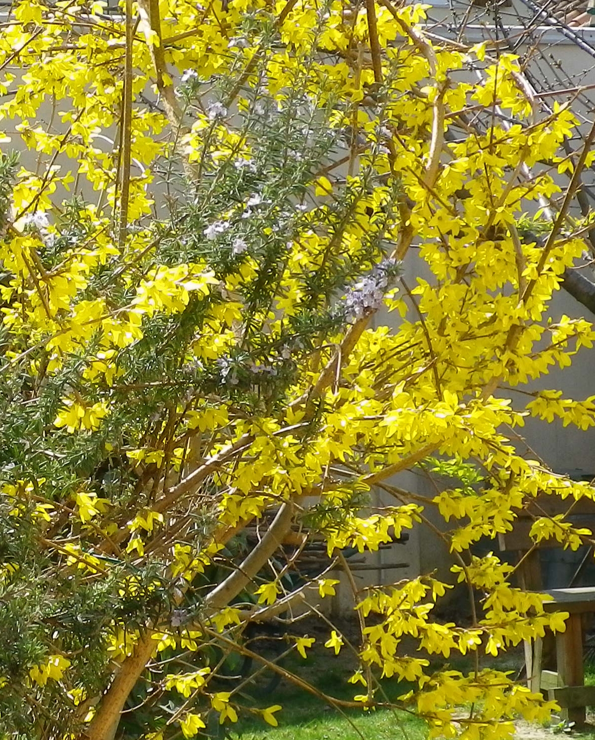 Forsythianuovafoto