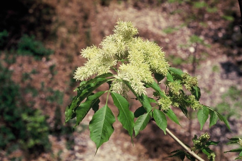 Fraxinusornus fiori