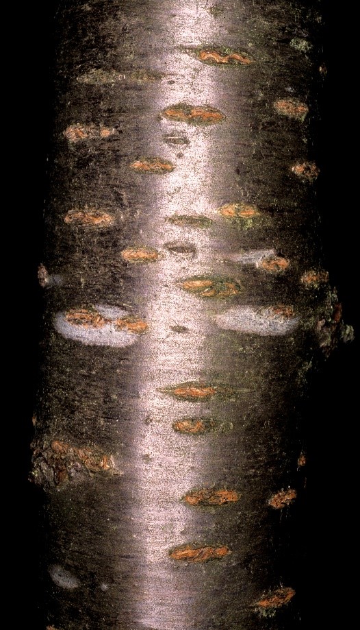 Fraxinusornus tronco
