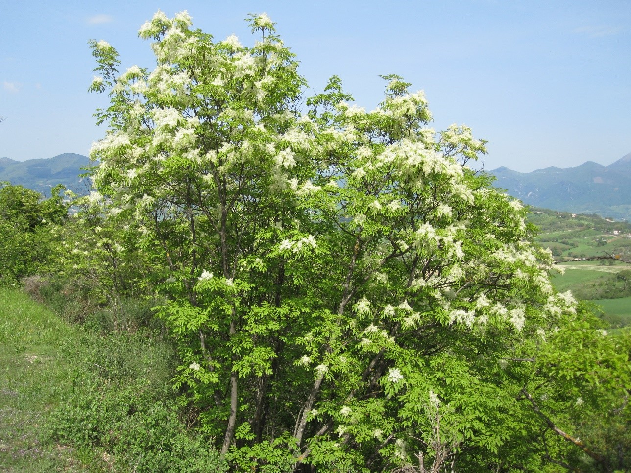 Fraxinusornus