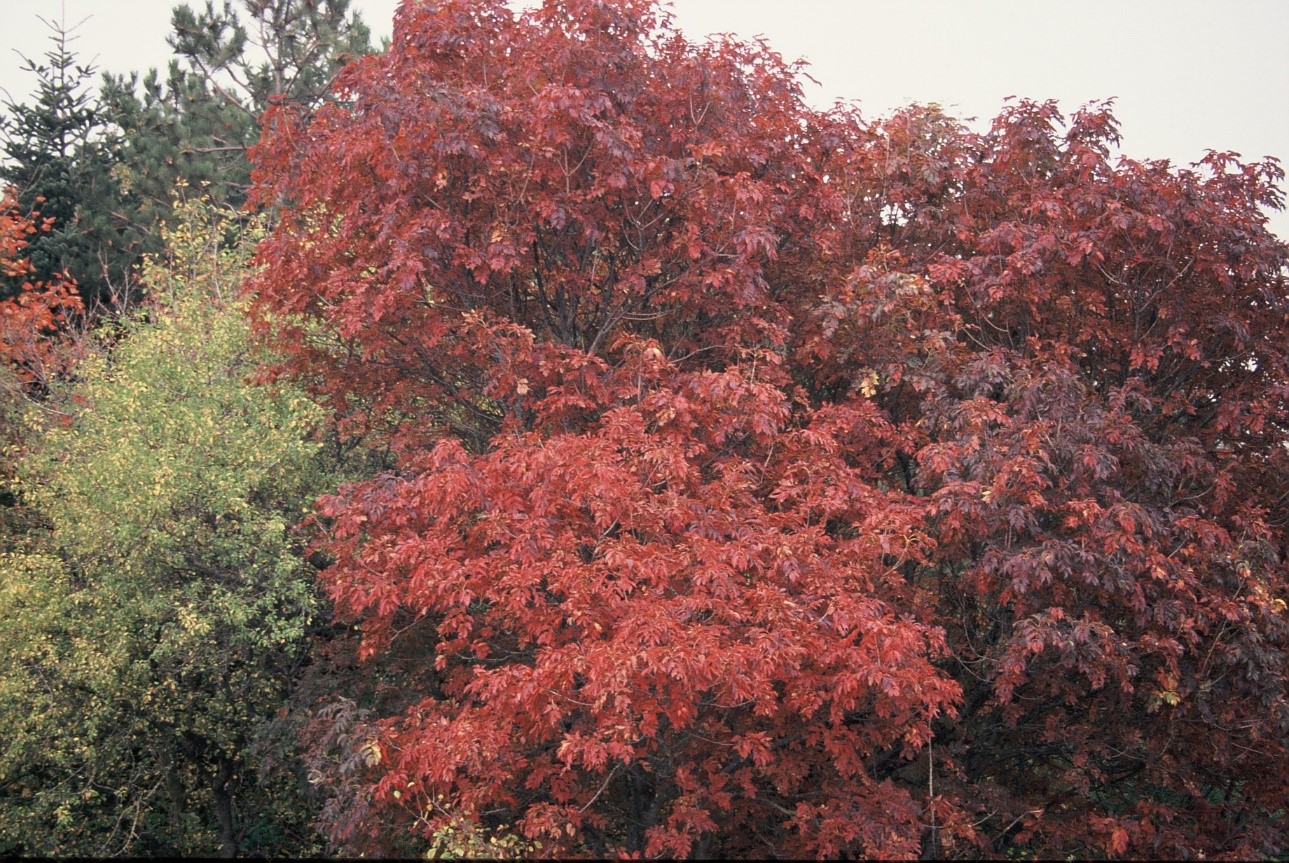 Fraxinusornusinvernale