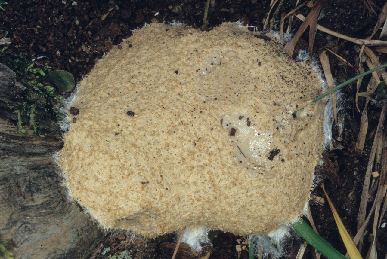 Fuligo cinerea