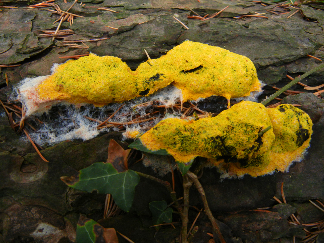 Fuligo septica