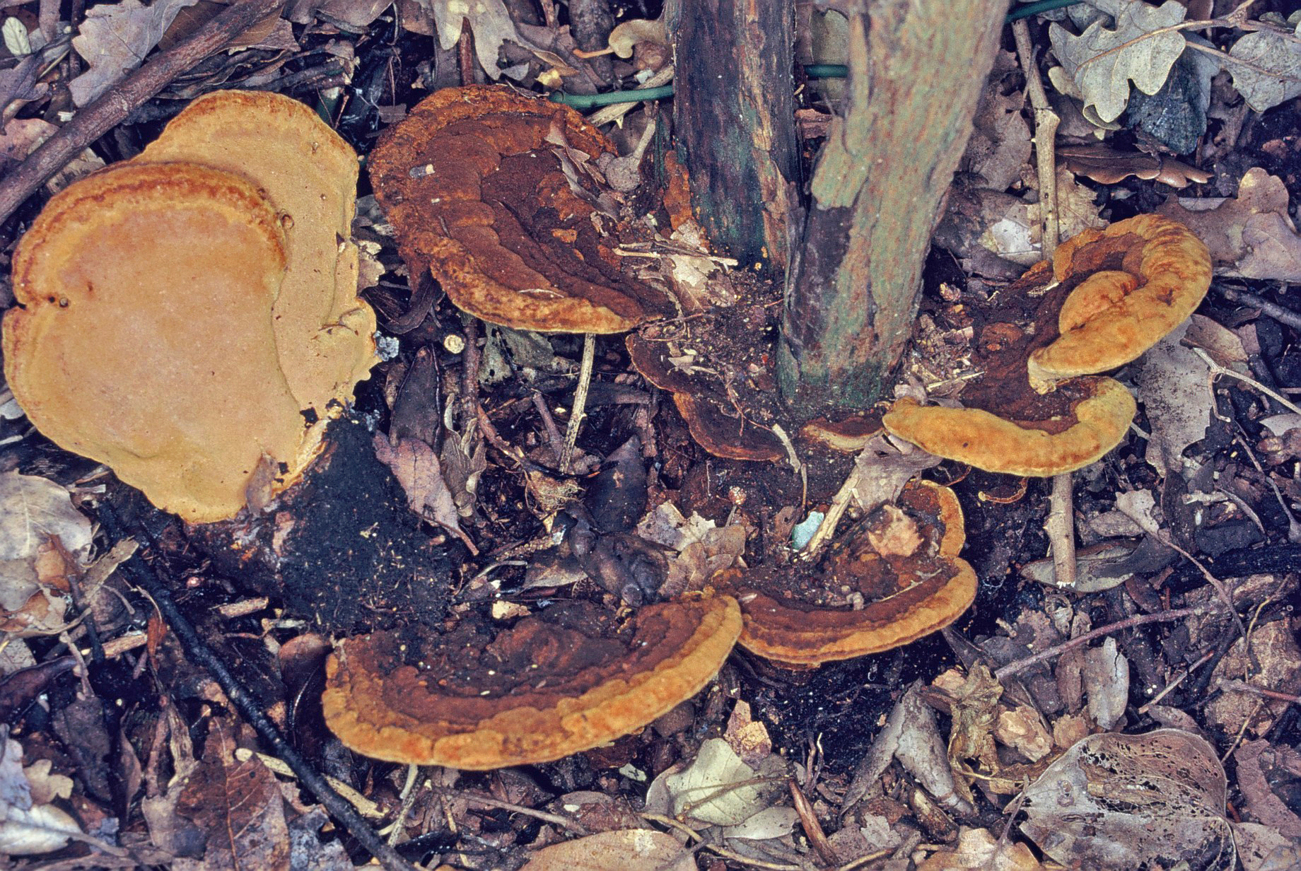 Fuscoporia torulosa