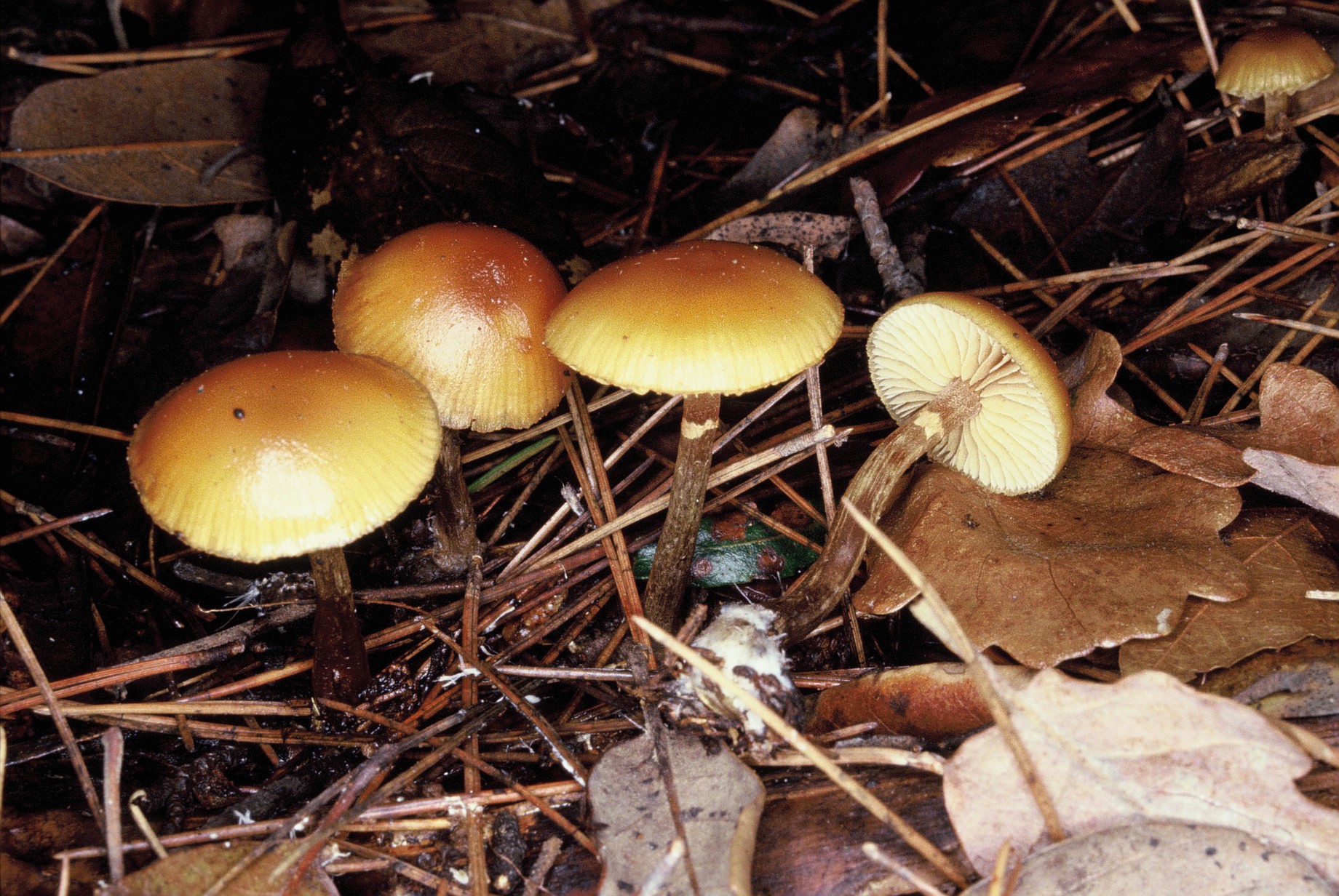 Galerina marginata1
