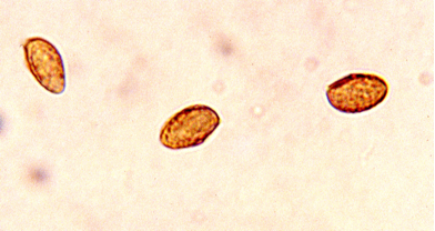 Galerina_marginata2