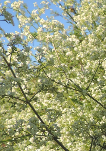 Galium bianco