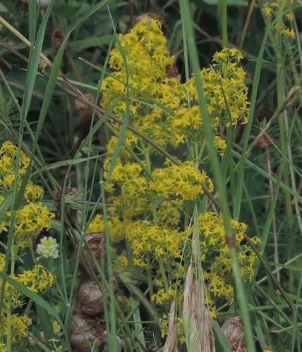Galium verum San Romualdo