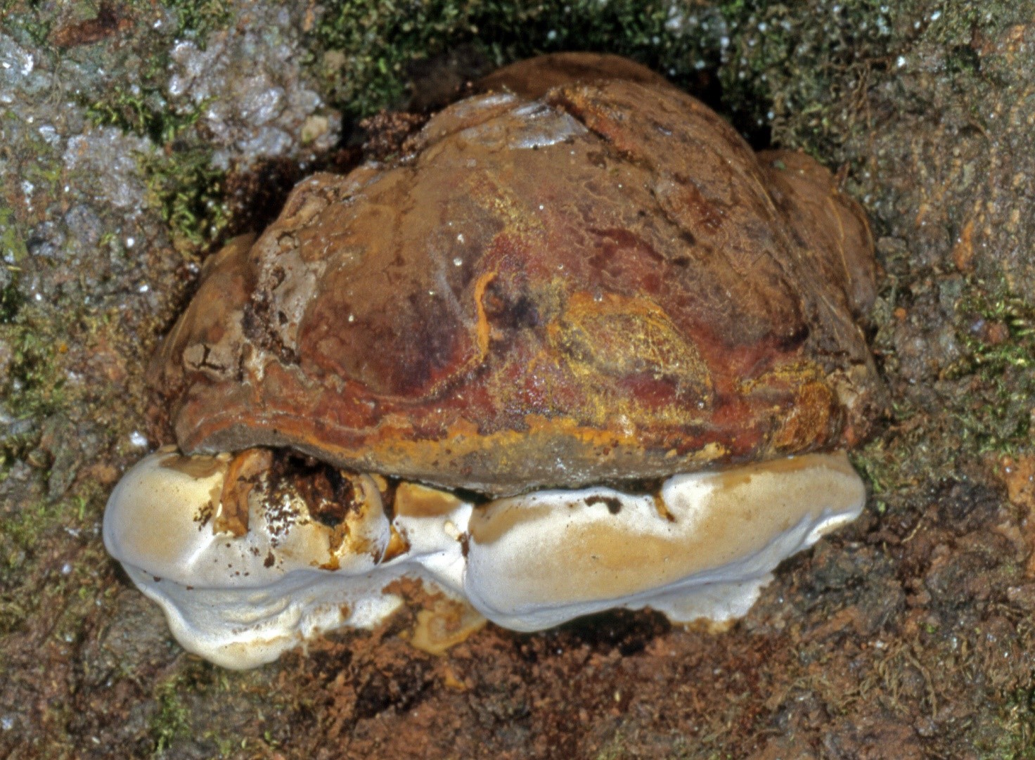 Ganoderma adspersum1