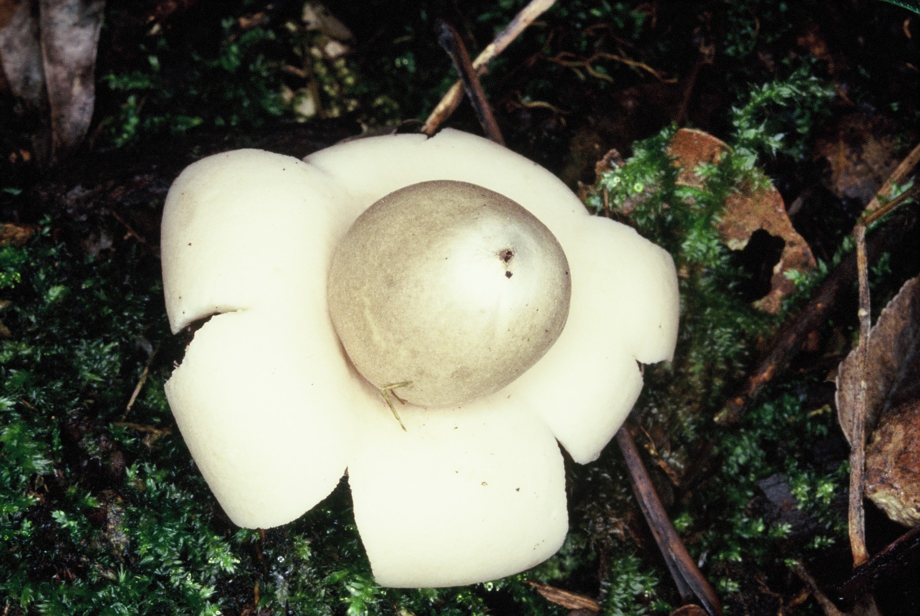 Geastrum fimbriatum1