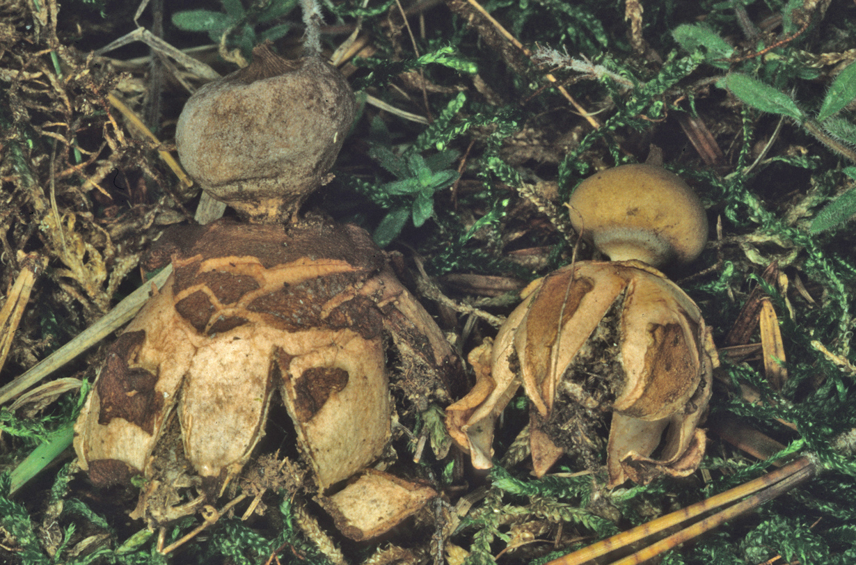 Geastrum nanum
