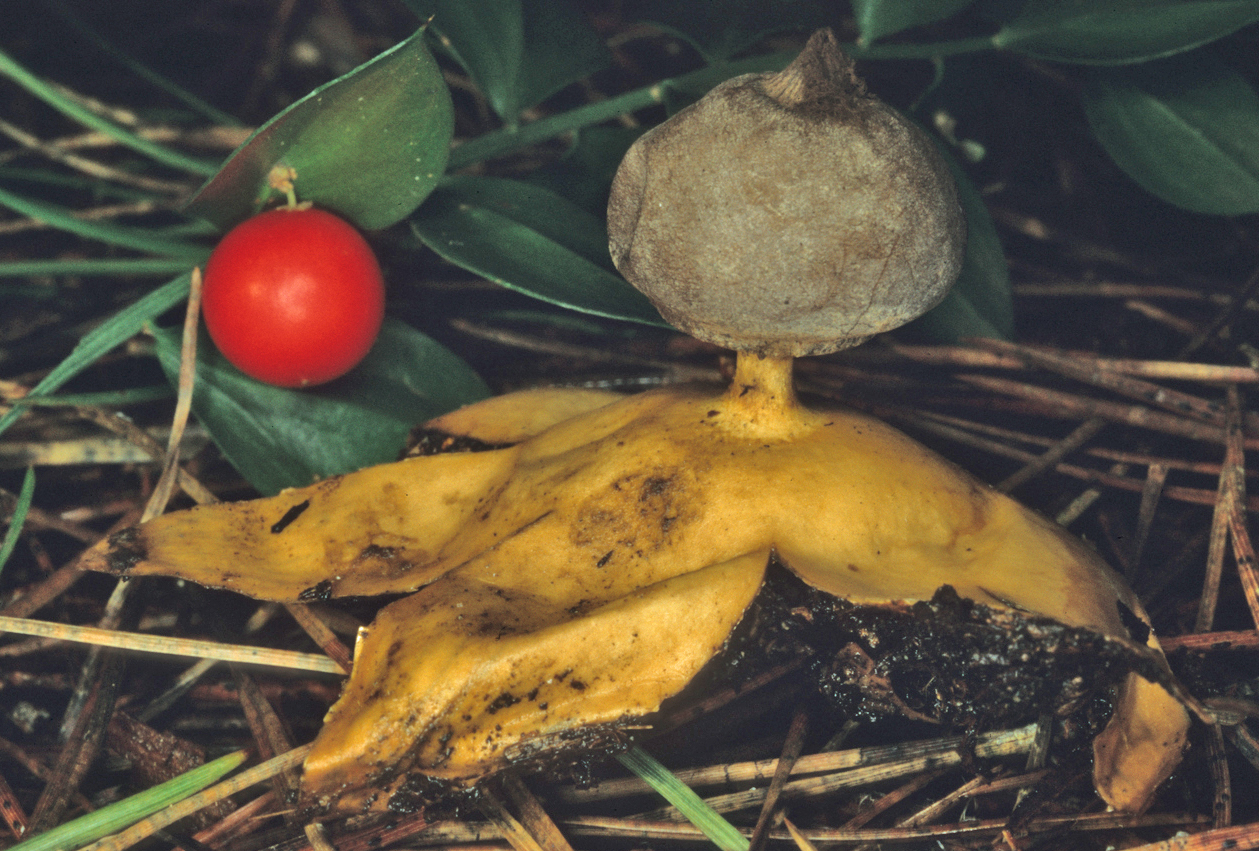 Geastrum pectinatum 1