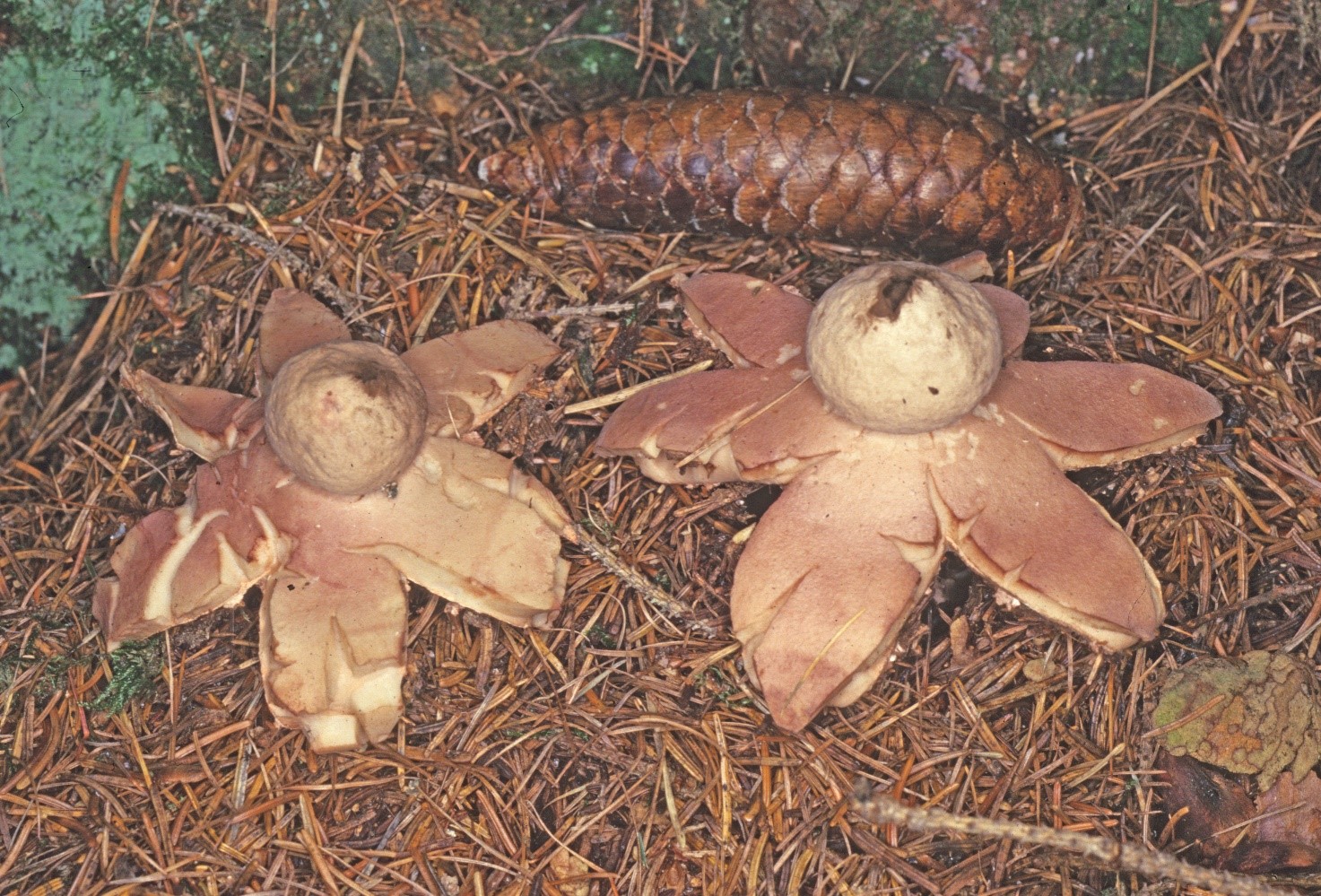 Geastrum rufescens