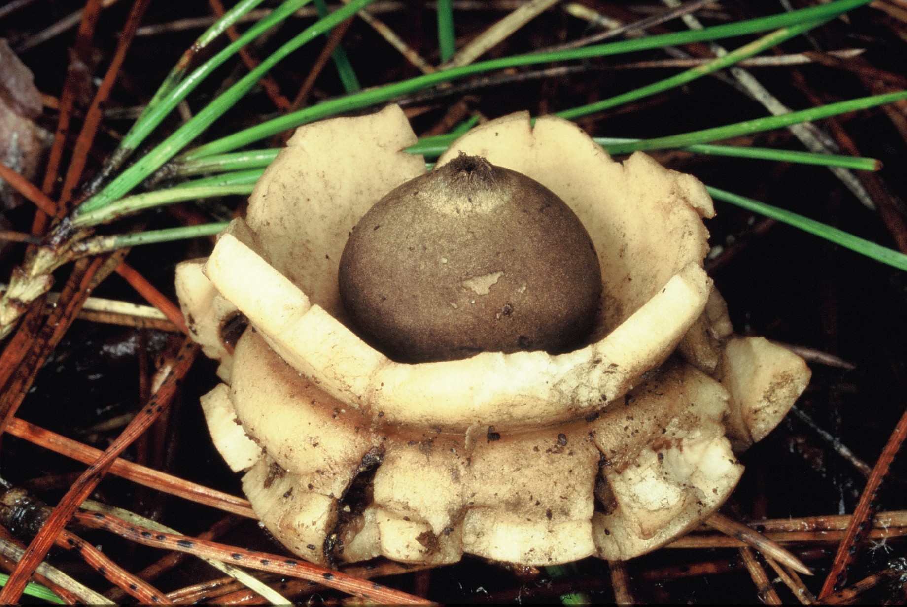 Geastrum triplex1