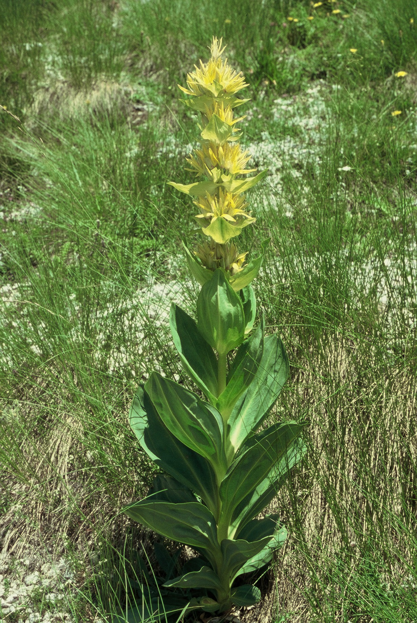 GentianaluteaJPG