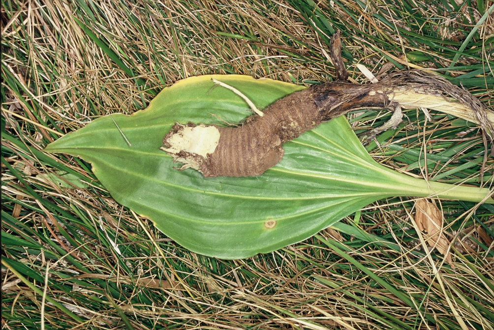 Gentianalutea radiceJPG